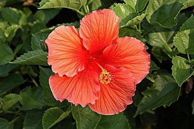 极限竞速Forza Motorsport领克邀请赛火热来袭！